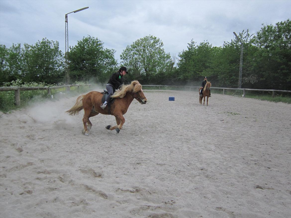 Islænder Ljomi fra Wennersminde - fart på!!! :P billede 16