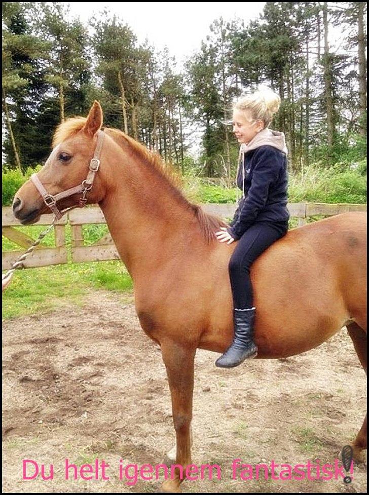 Arabisk fuldblod (OX) *Amedah* <3 *SOLGT* - Da jeg var nede og prøve min prinsesse første gang<3 billede 6