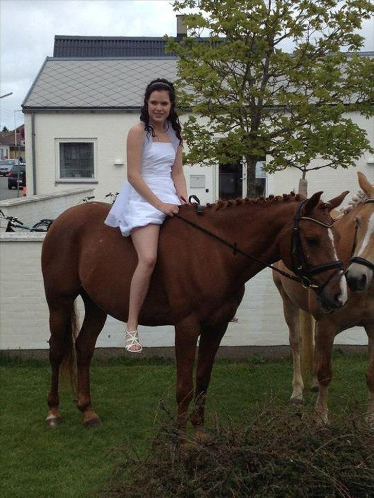 Arabisk fuldblod (OX) GKV`S Cassanova <3  billede 1