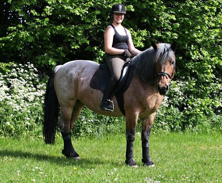 Belgier Min nye stjerne Minnie (Loppen) part. - Minnie, der kigger på fotografen.<3

Foto: Anja Andersen :) .  billede 2