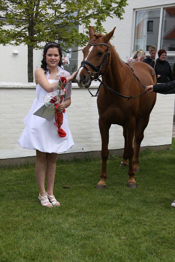 Arabisk fuldblod (OX) GKV`S Cassanova <3  billede 2