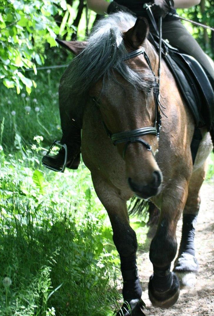 Belgier Min nye stjerne Minnie (Loppen) part. - Minnie <3


 billede 6