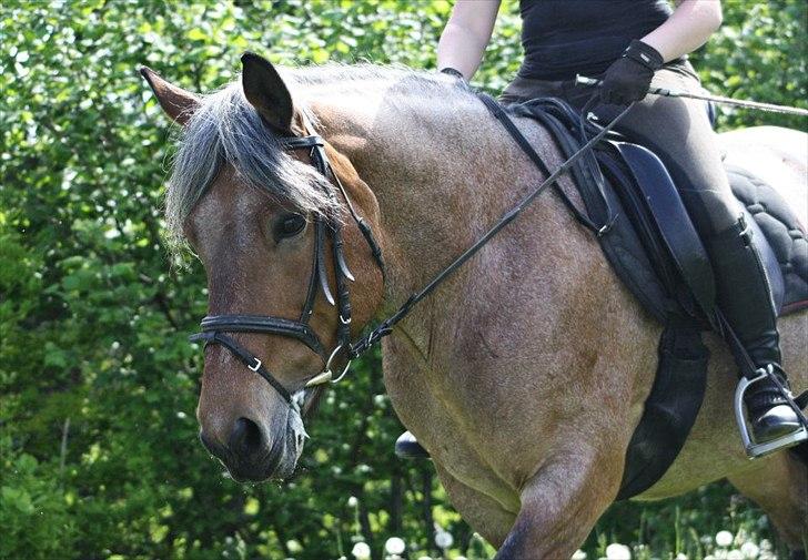 Belgier Min nye stjerne Minnie (Loppen) part. - Minnie <3


.Foto: Anja Andersen :) .  billede 7