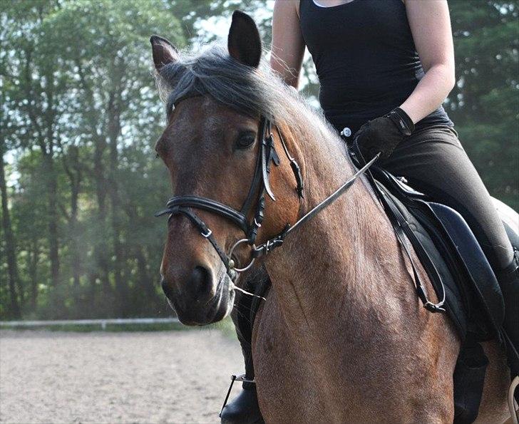 Belgier Min nye stjerne Minnie (Loppen) part. - Minnie´s smukke hoved. <3


Foto: Anja Andersen :) .  billede 10