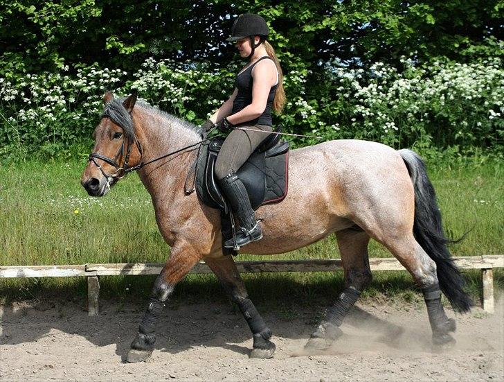 Belgier Min nye stjerne Minnie (Loppen) part. - Minnie kan desværre ikke gå til biddet, da hendes Ganasche er for stor :) <3

Foto: Anja Andersen :) billede 14