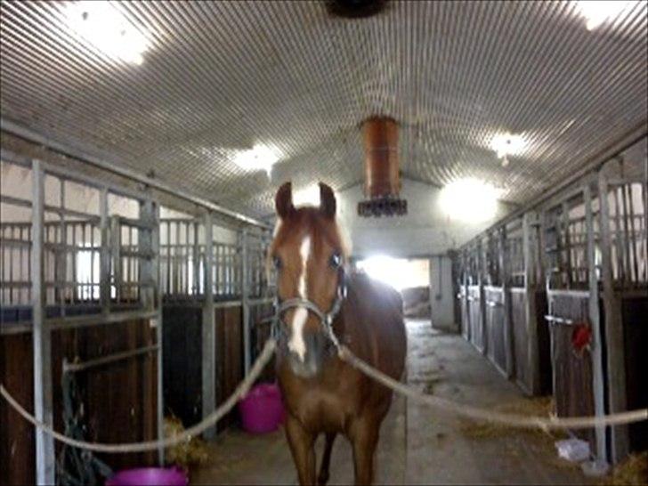 Arabisk fuldblod (OX) GKV`S Cassanova <3  billede 3