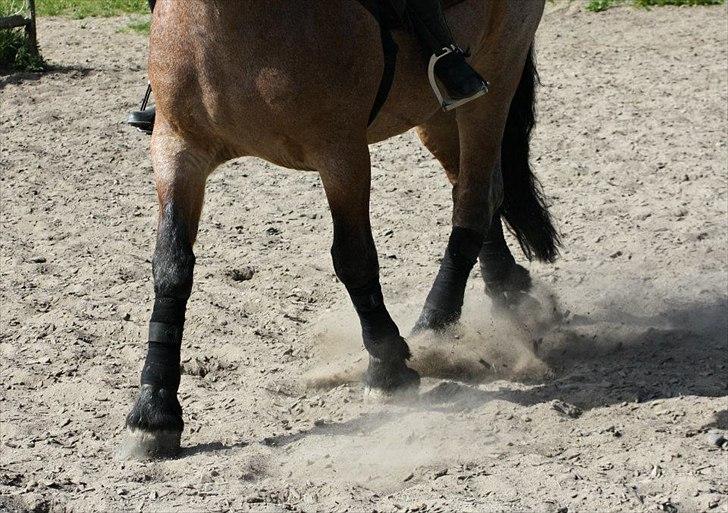 Belgier Min nye stjerne Minnie (Loppen) part. - og igen bare lidt tættere på :) <3


Foto: Anja Andersen :) billede 17