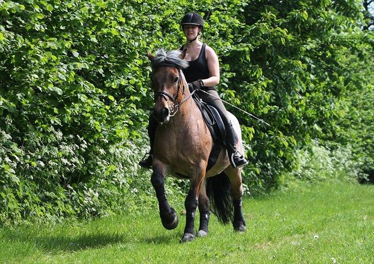 Belgier Min nye stjerne Minnie (Loppen) part. - Og vi fortsætter i rask galop :) <3
alle billederne kommer ind i albummet af Minnie :) når hun kommer ind <3

Foto: Anja Andersen :) billede 20