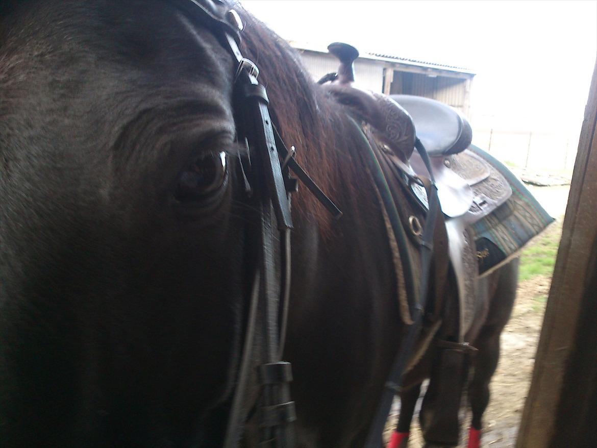 Tennessee Walker Zola billede 1