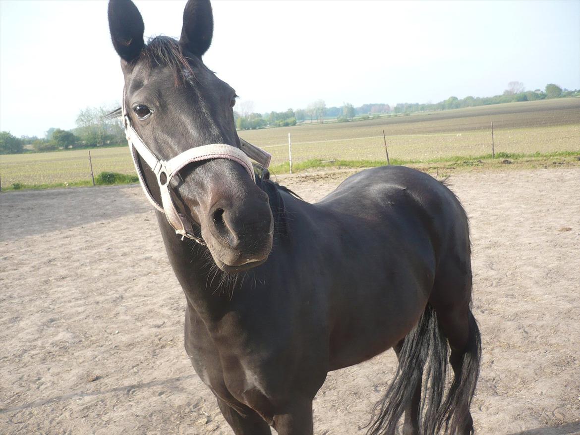 Tennessee Walker Zola billede 2