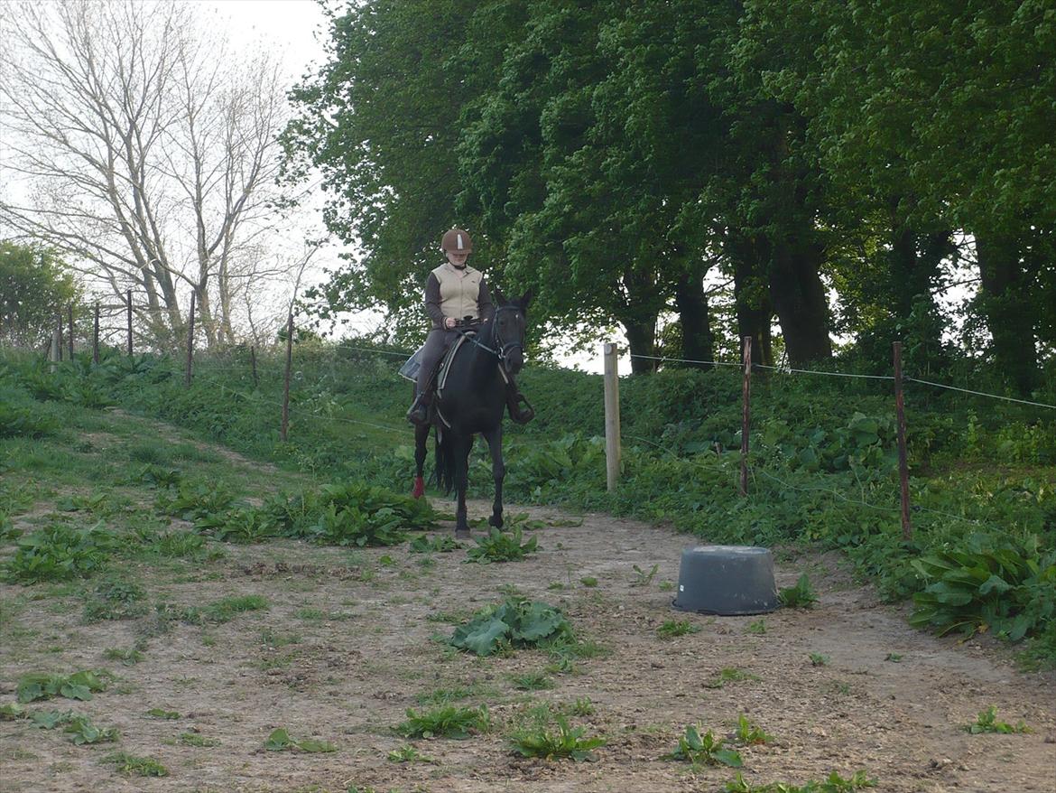 Tennessee Walker Zola billede 3