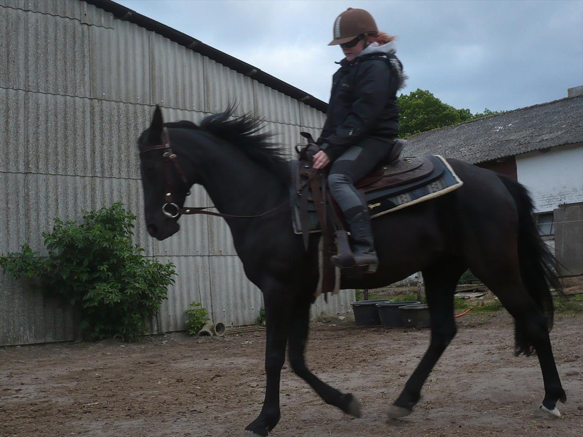 Tennessee Walker Zola billede 4