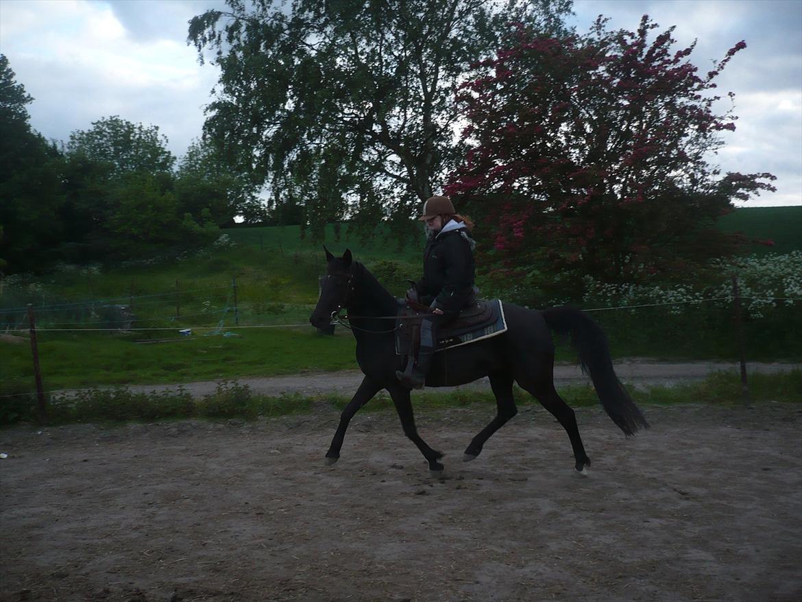 Tennessee Walker Zola billede 6