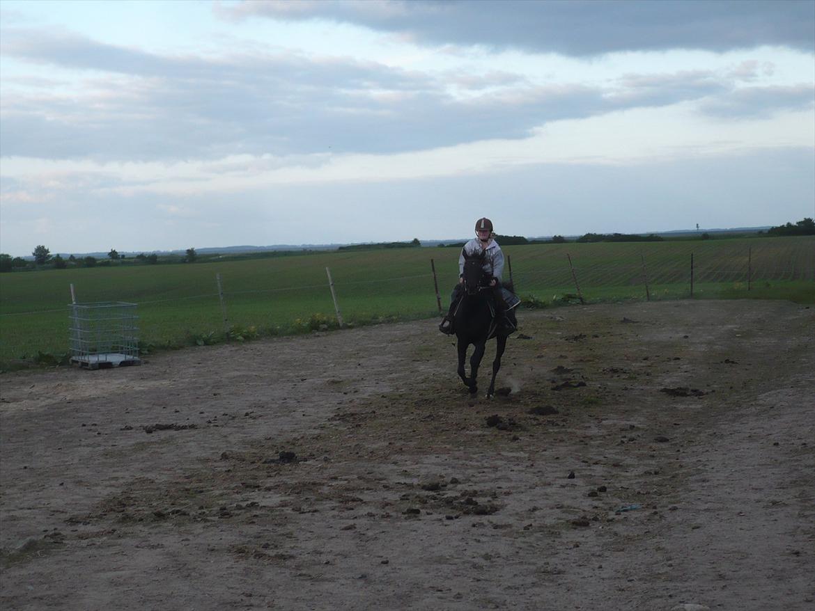 Tennessee Walker Zola billede 7