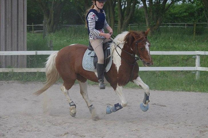 Pinto Freja - Min lille pony er rigtig ivrig når vi springer! 
30/5-12 billede 13