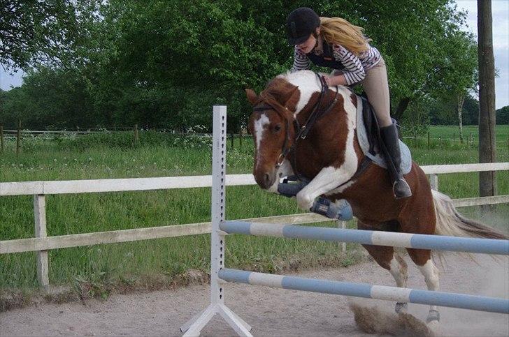 Pinto Freja - Elevatorhop så det gør noget, men man kan jo ikke være lige god hver gang ;)
30/5-12 billede 14