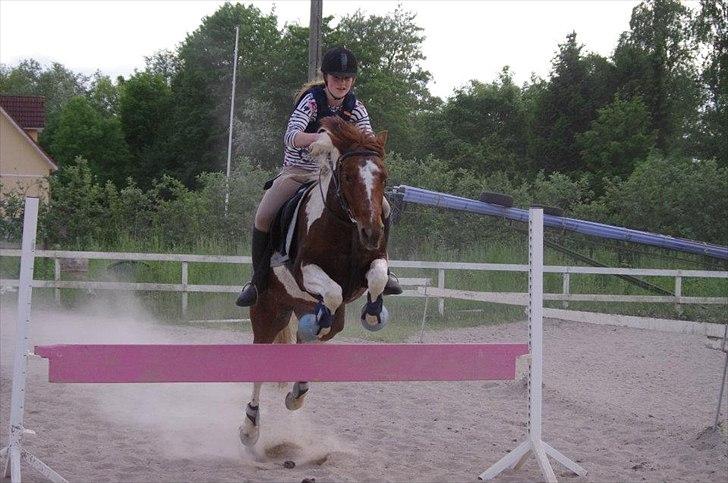 Pinto Freja - Flyvende over.. Hun har dælme travlt :p
30/5-12 billede 15