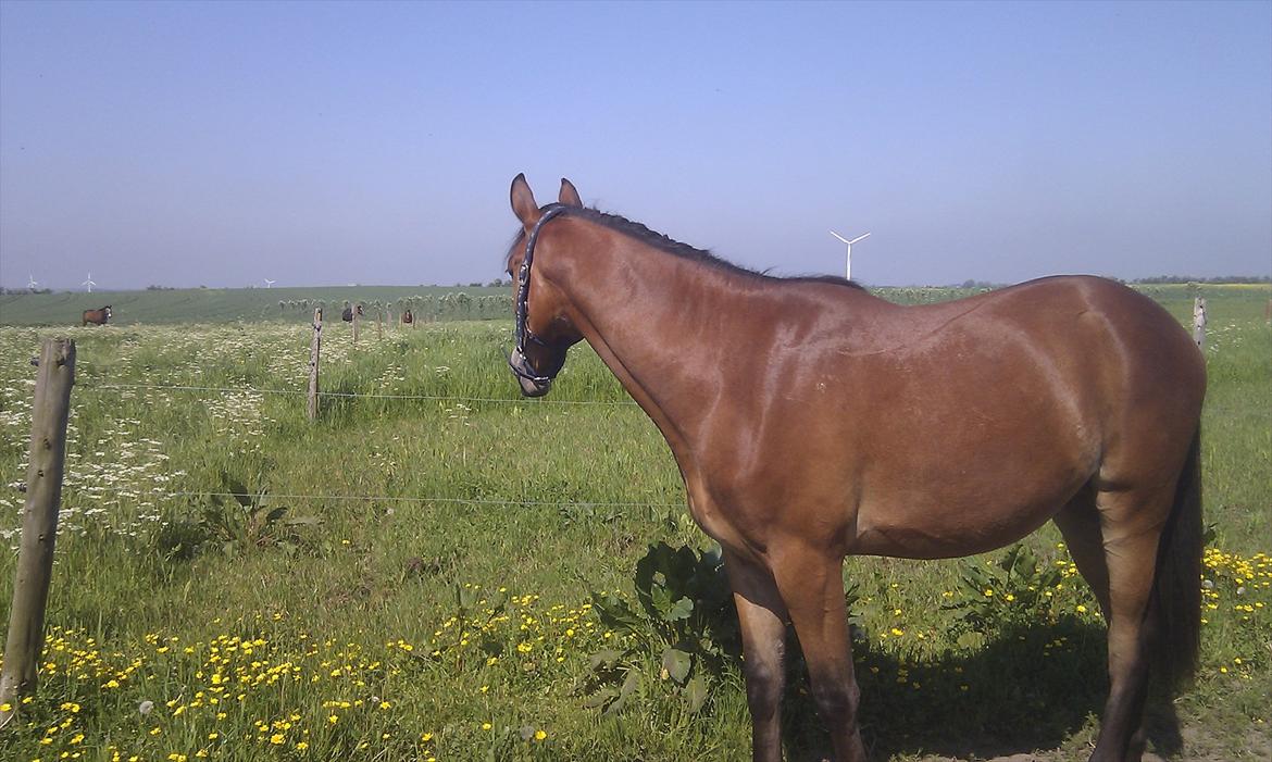 Pinto Skovlyst's Cassius billede 5