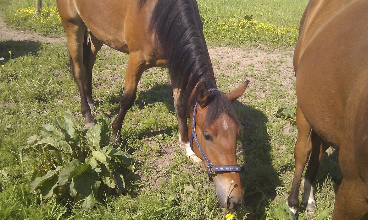 Pinto Skovlyst's Cassius billede 3