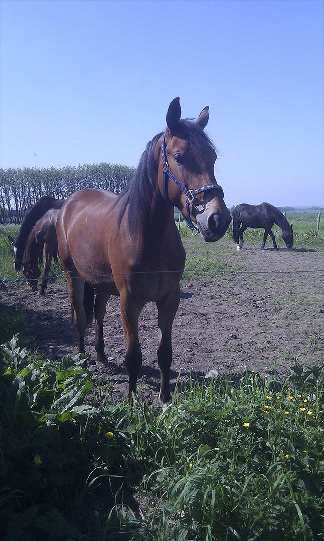 Pinto Skovlyst's Cassius - Maj 2012 billede 1