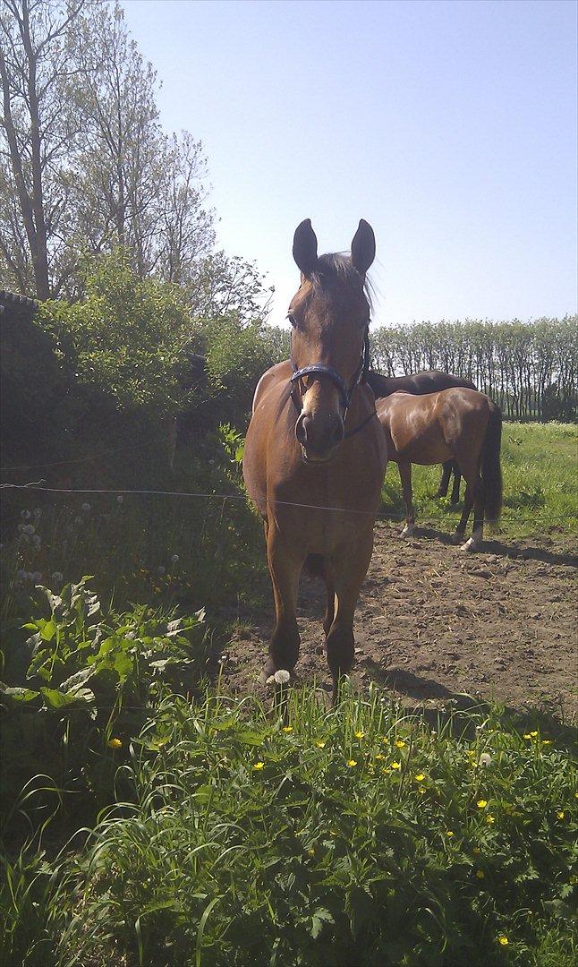 Pinto Skovlyst's Cassius billede 4