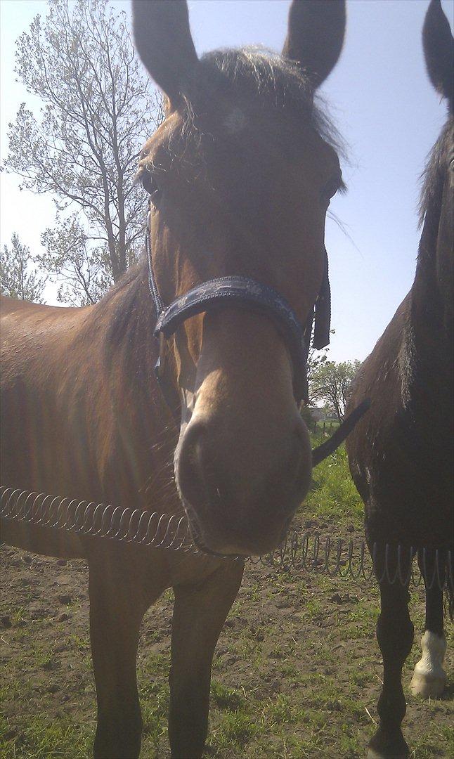 Pinto Skovlyst's Cassius billede 2