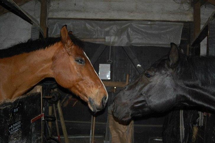 Anden særlig race Bob <3 (R.I.P :'( <3) - Venskab. <3 billede 1