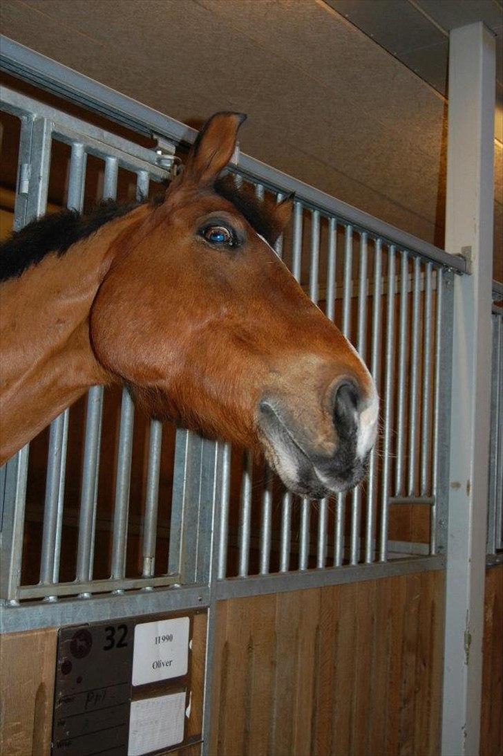 Anden særlig race Bob <3 (R.I.P :'( <3) - Haaaalloooo, OPMÆRKSOMHEEEED? :D :D :D <3 billede 18