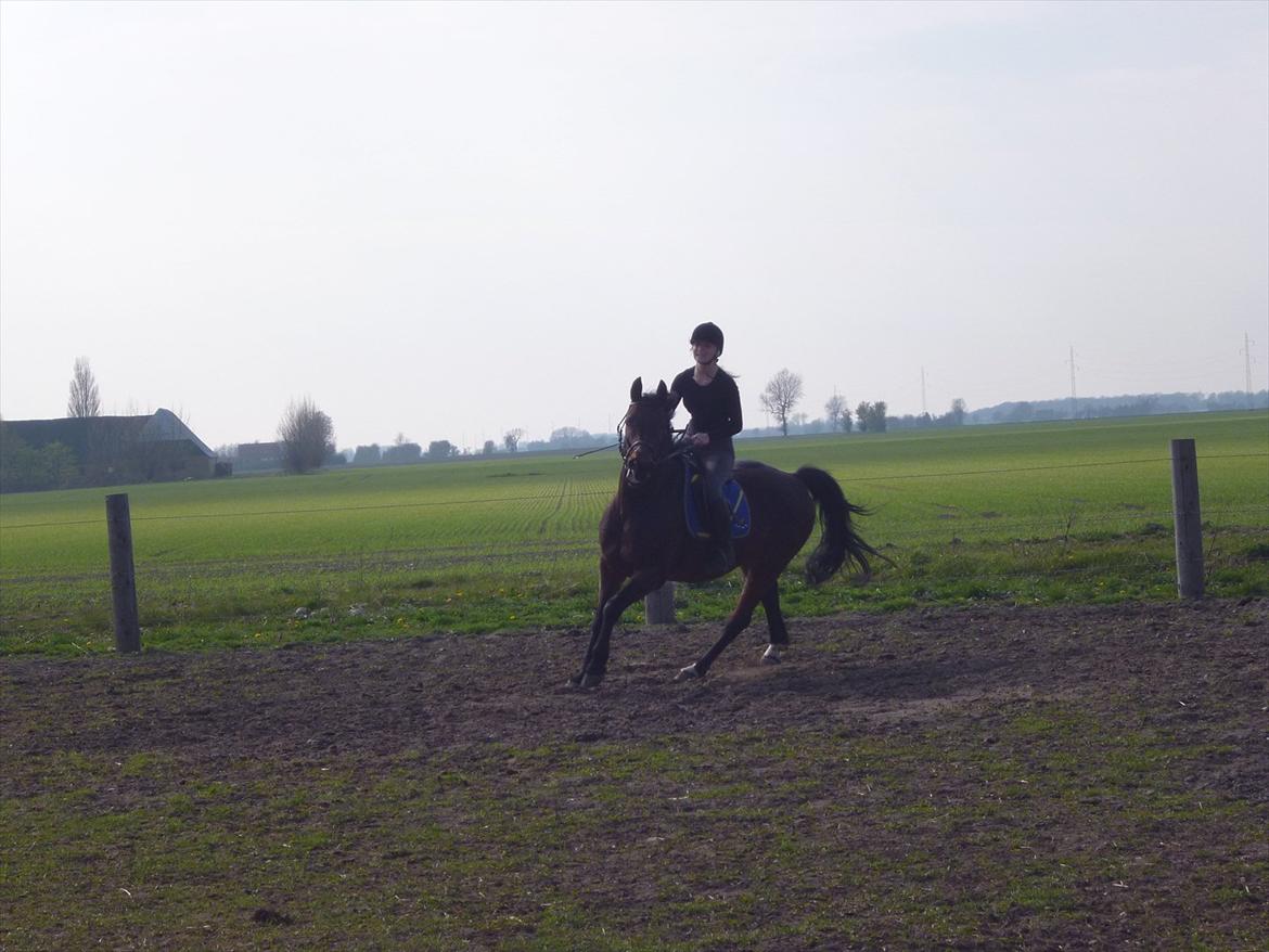 Norsk Varmblod  Arlando billede 4