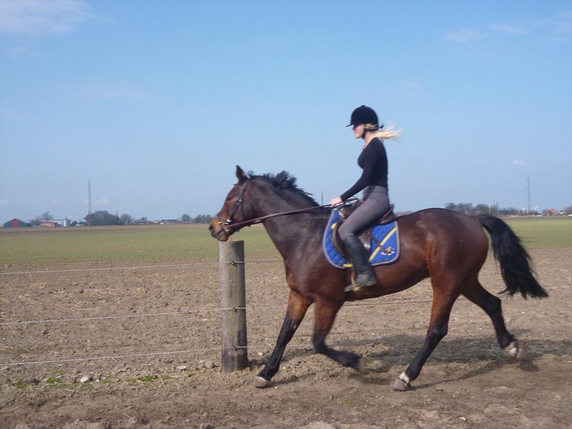 Norsk Varmblod  Arlando billede 6