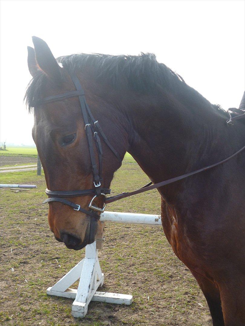 Norsk Varmblod  Arlando billede 8