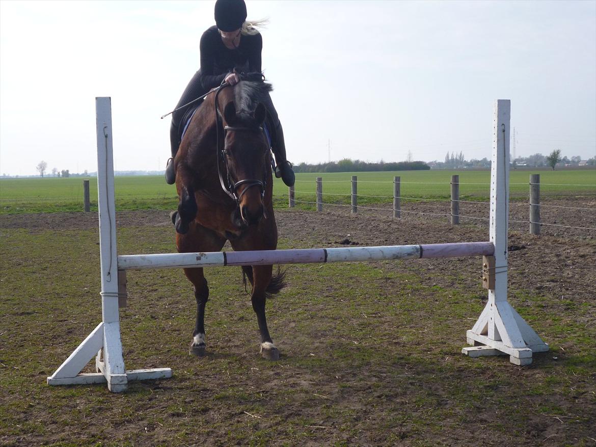 Norsk Varmblod  Arlando billede 10