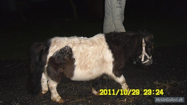 Shetlænder Prondus billede 1