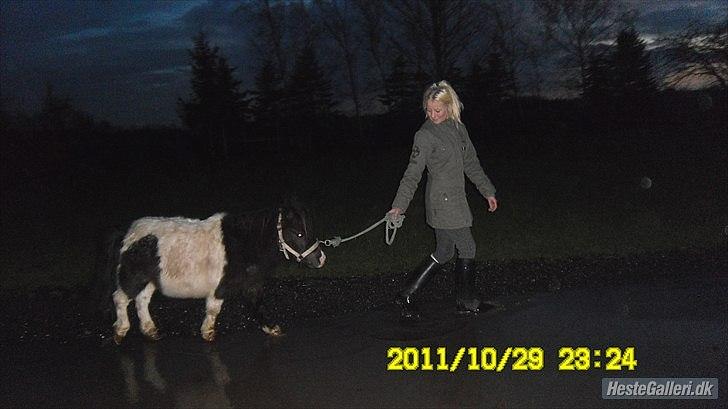 Shetlænder Prondus billede 2