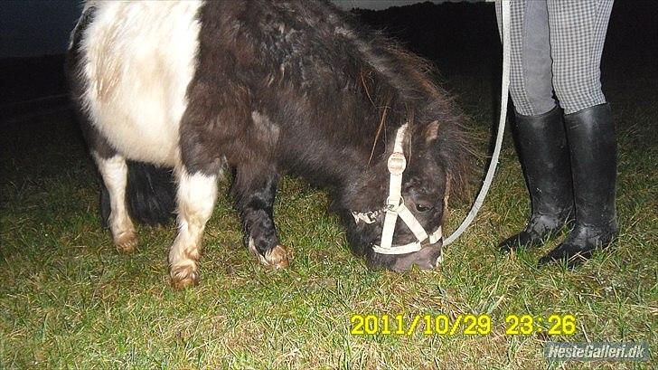 Shetlænder Prondus billede 3