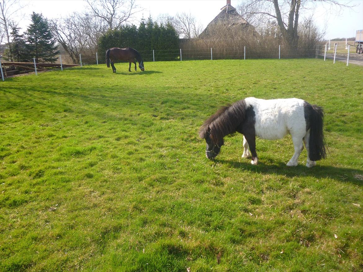 Shetlænder Prondus billede 4