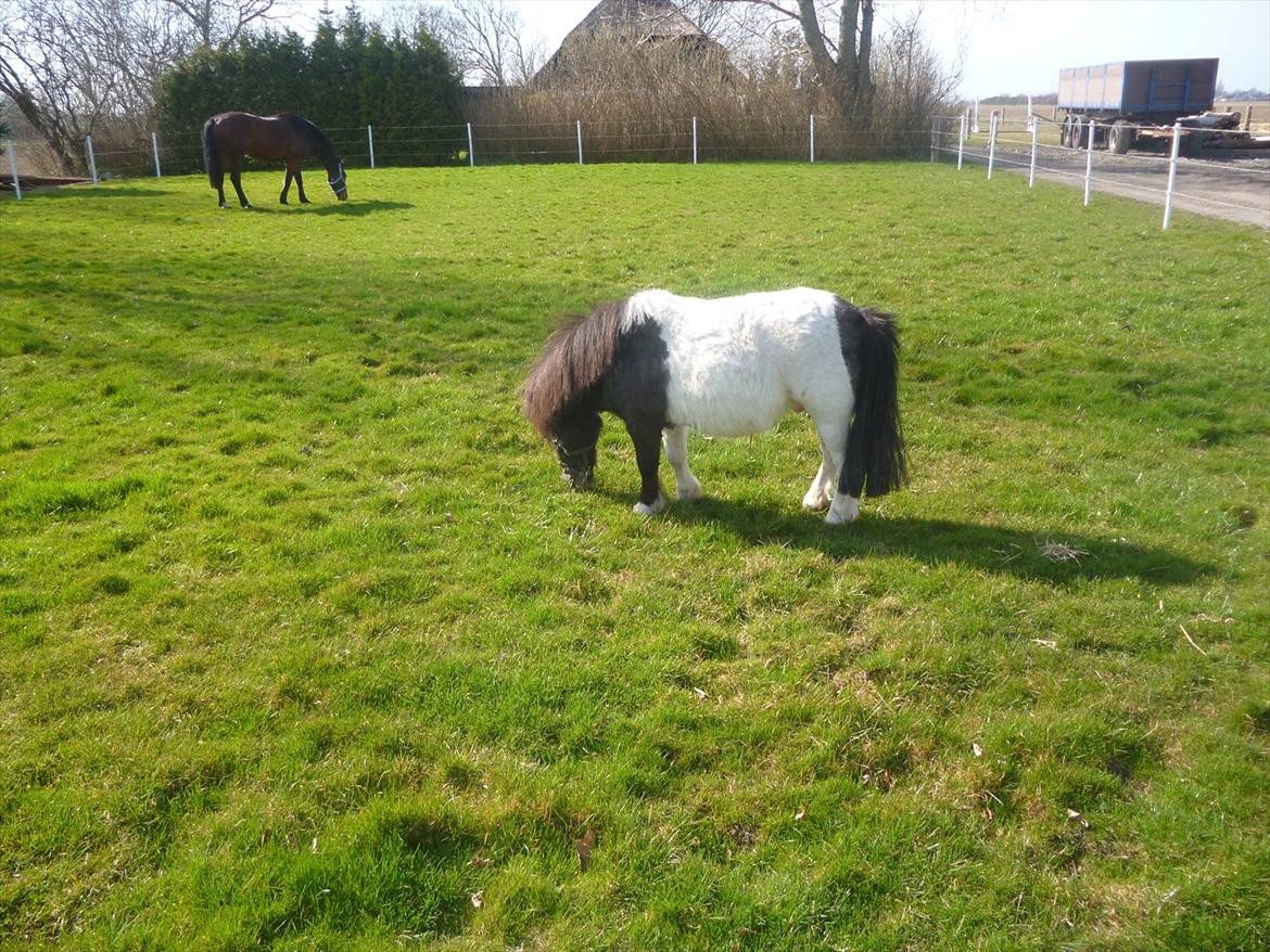 Shetlænder Prondus billede 5