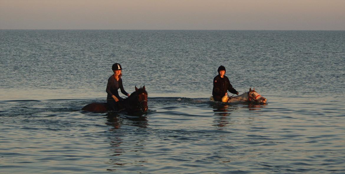 Anden særlig race Hugo Boss - Første strandtur (Svallerup strand)
Ridelejr, uge 27 2011
Rolighedens Ridecenter billede 7