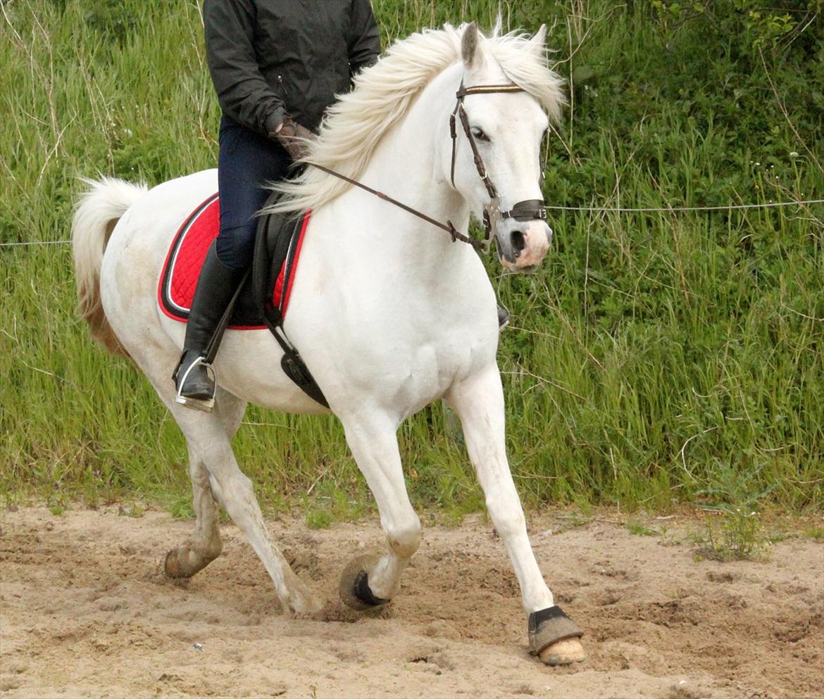 Anden særlig race William S [Kun et minde] - Ridning 2012 ©NOW billede 14