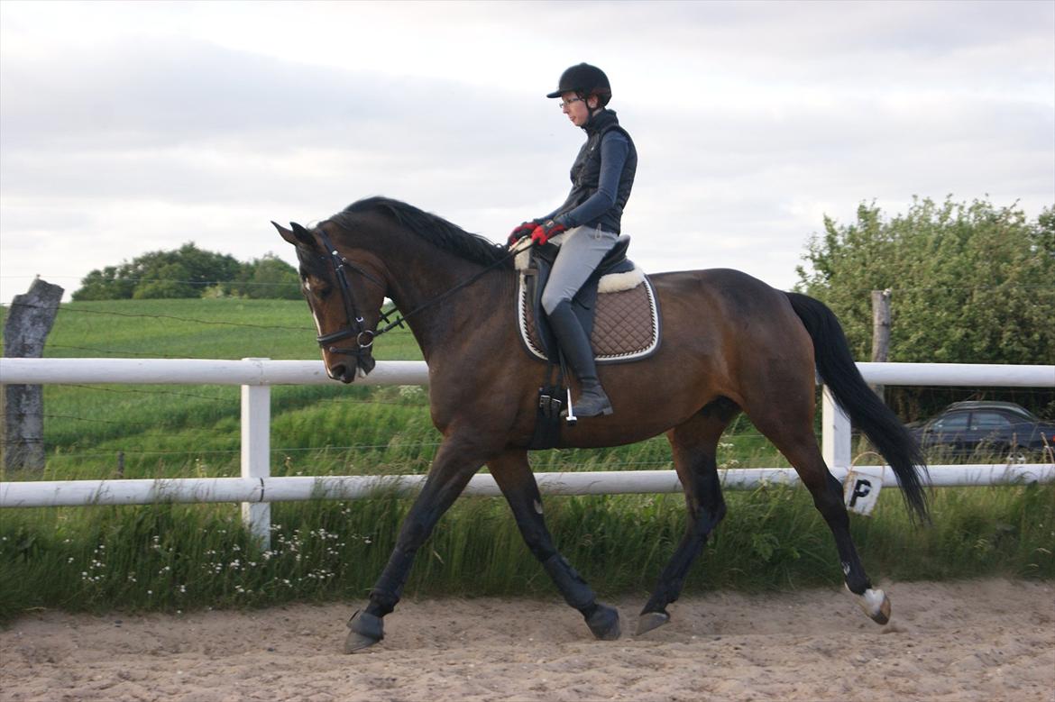 Dansk Varmblod Gipsy Birkely *SOLGT* billede 17
