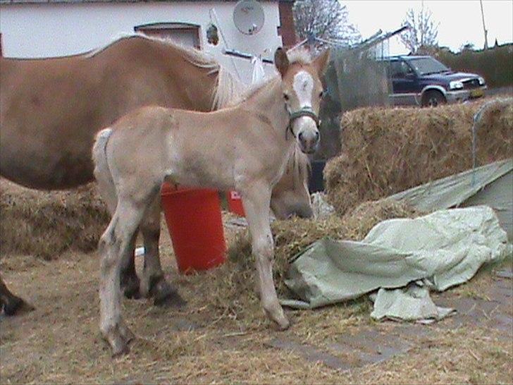 Haflinger Wicaos Dalsgaard billede 1