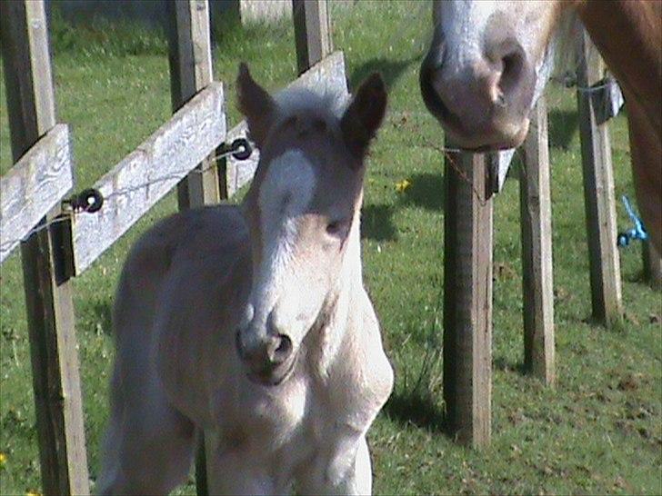 Haflinger Wicaos Dalsgaard billede 2