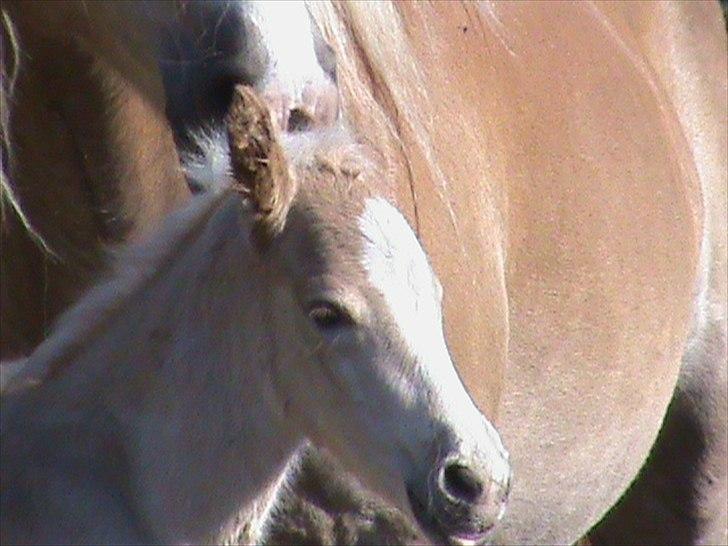 Haflinger Wicaos Dalsgaard billede 3