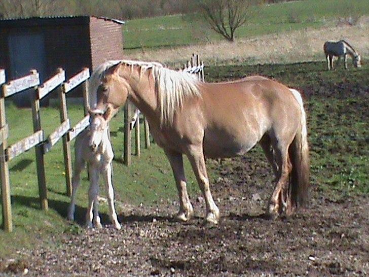 Haflinger Wicaos Dalsgaard billede 4