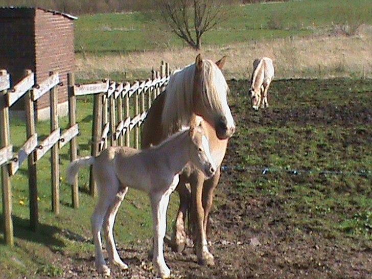 Haflinger Wicaos Dalsgaard billede 5