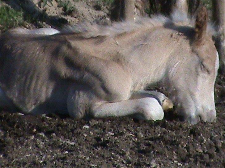 Haflinger Wicaos Dalsgaard billede 6