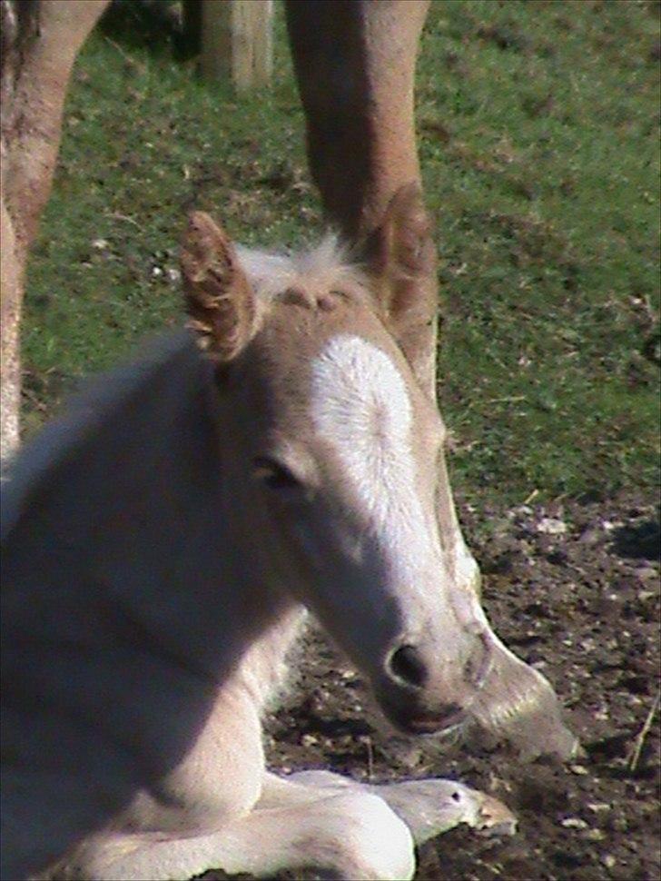 Haflinger Wicaos Dalsgaard billede 8