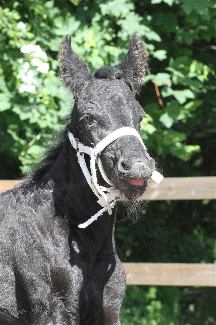Frieser Nellie af sorte perler billede 8