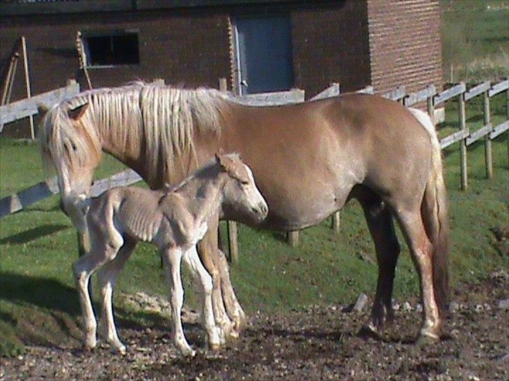 Haflinger Wicaos Dalsgaard billede 9