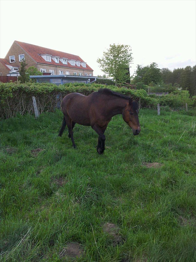 Knabstrupper Sasja - Hygger sig <3
Jeg holder af dig din dejlige hest<3 billede 7